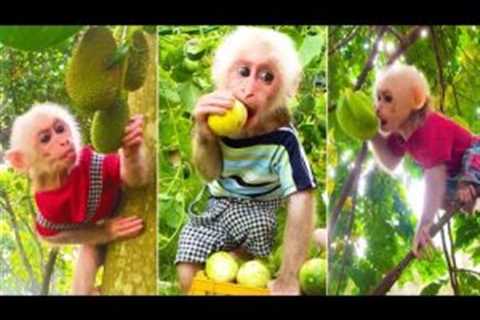Good Tony monkey helps dad pick papaya, persimmon, jackfruit, star fruit, melon