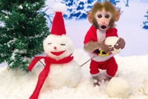 Monkey Baby Bon Bon builds a snowman and plays with the snow with his puppy