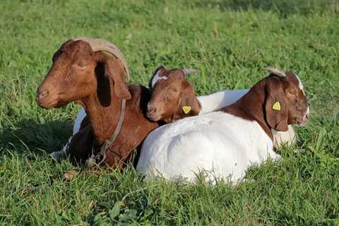 Breeds of Meat Goats Available in the United States - Critter Ridge