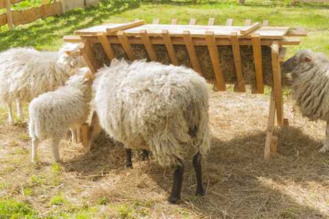 The Best Sheep Feeder for Your Backyard Farm - Critter Ridge