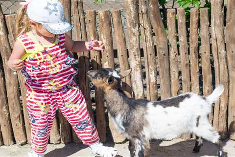 Which Are The Best Goats For Pets - Critter Ridge