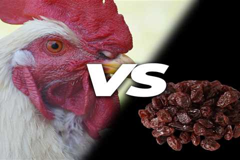 Can Chickens Eat Raisin? - Critter Ridge