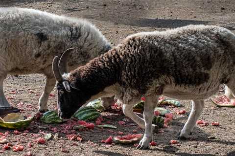 Can Goats Eat Watermelon? - Critter Ridge