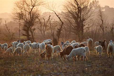 Goats for Clearing Land - Critter Ridge