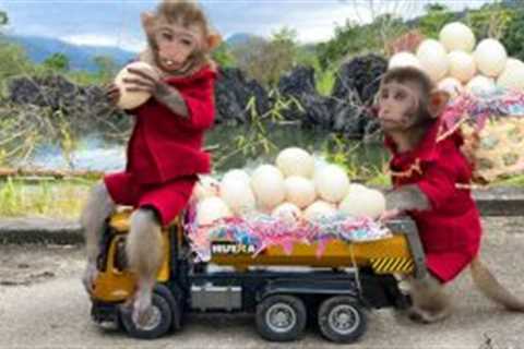 Smart Bim Bim harvests eggs to make boiled eggs for baby monkey Obi