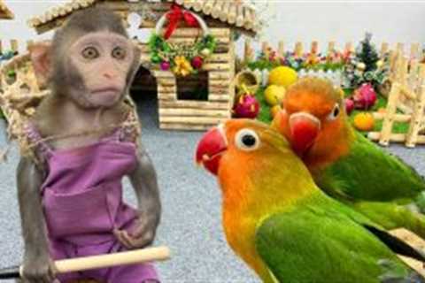 Naughty parrot teases farmer Bim Bim
