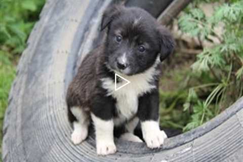 LIVE STREAM Puppy Cam! Adorable Labrador Retrievers 20 Days Old - Part 2