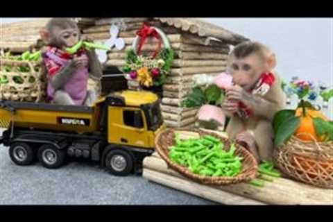 Smart Bim Bim harvests string beans to feed baby monkey Obi