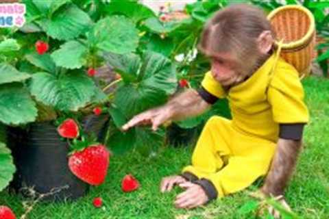 BiBi goes to pick strawberries for Amee