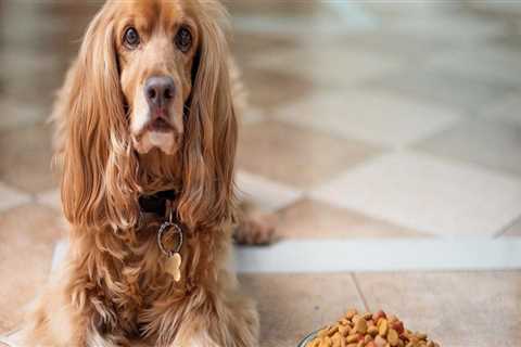 What brand of dog food is making dogs sick?