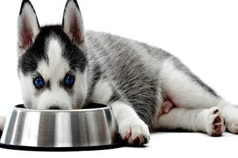 Is grain free dog food better for your dog?