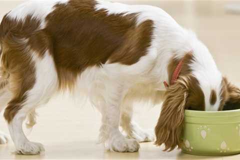 What dog foods should you stay away from?