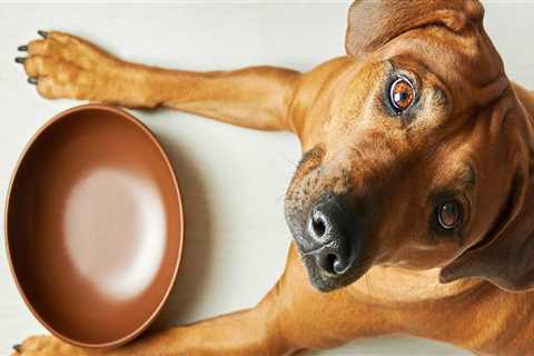 What dry dog food do vets recommend most?