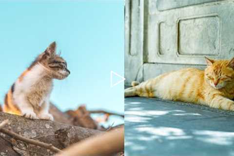 Baby Cats - Cute and Funny Cat videos #cat #tiktok #shorts