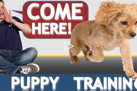 How to Train your Puppy to Come When Called NOW AND FOREVER!