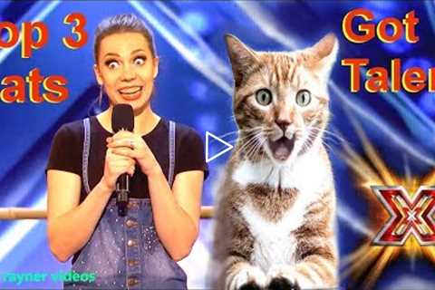 Savitsky Cats Got Talent Auditions! Amazing Cat Talent! Best Top 3 Funny Cute Animals! AGT 2018