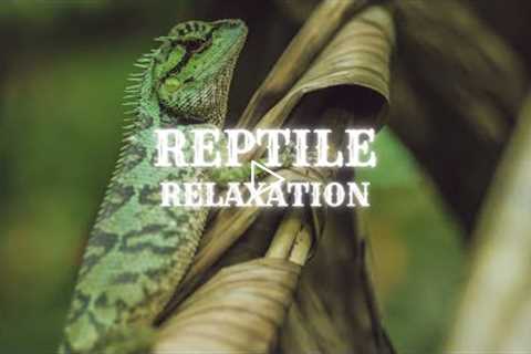 Relaxation Music With Animals 🦎 Reptiles 🦎 for Meditation, Relaxation, Stress Relief, and Sleep