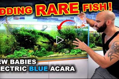 Adding Fish To Rare Fish Aquarium & Electric Blue Acara Babies in Amazon River!!