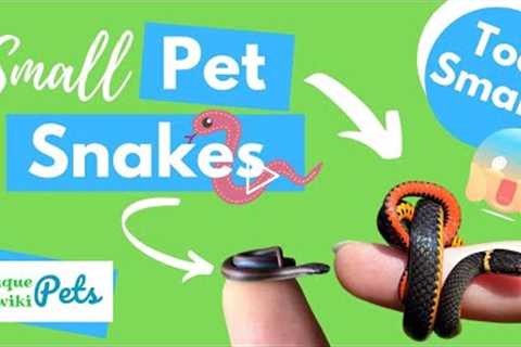 21+ Small Pet Snakes That FOREVER Stay Small For You To Keep As Pets - UniquePetsWiki.com