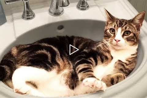 Cute and Funny Cat Videos to Keep You Smiling! 🐱
