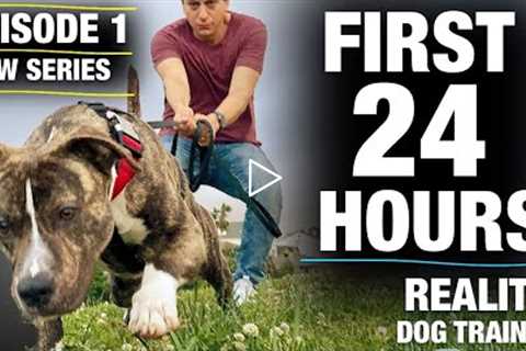 **NEW SERIES!**The FIRST 24 HOURS with a TOTALLY UNTRAINED Pit Bull [Reality Dog Training Episode 1]