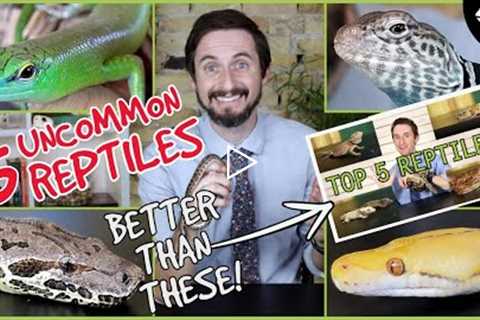 Top 5 UNCOMMON Reptiles For Beginners