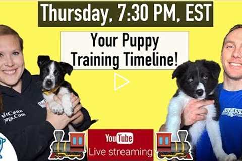 Puppy Training Schedule Week By Week - Professional Dog Training Tips