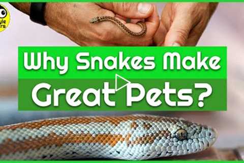 Why Snakes make Great Pets