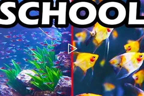 TOP 5 SCHOOLING AQUARIUM FISH: The Best Schooling Fish