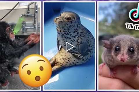 Most Amazing Unusual Pets TikTok Compilation #1🐾 Exotic Pets Viral Video