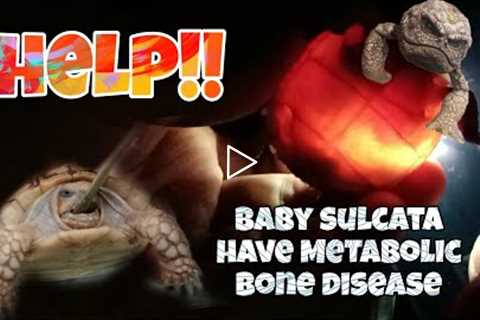 What to do? Baby sulcata have Metabolic Bone Disease, Assist feeding!