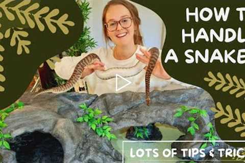 How to Handle a Snake... Great for First Time Snake Owners!