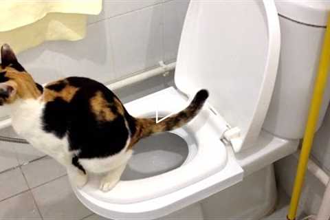 [Step by Step] Cat Toilet Training
