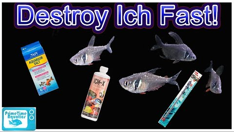 How To Treat ICH In Fish and Clear Infection FAST! Complete Guide From a Microbiology Perspective