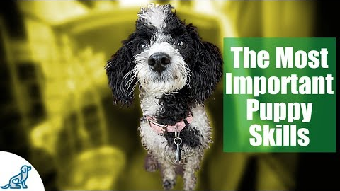 First Week Puppy Training - The 6 Skills To Teach First - Professional Dog Training Tips