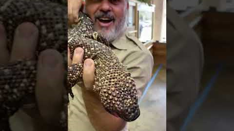 This Beaded Lizard Will Make You A Little Jumpy! 🦎😬