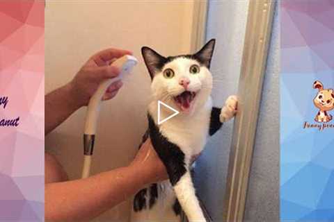 Cat's Reaction To Bathing-Why Cats Hate To Bathe? | Funny Pets