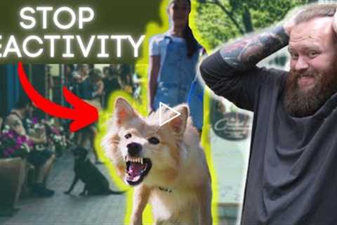 How To Stop Dogs Reactive Behavior