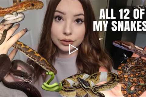 Meet All Of My Snakes! | All 12 Of Them!