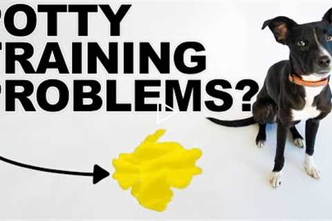 4 Tips To FIX Your Puppy Potty Training Problems