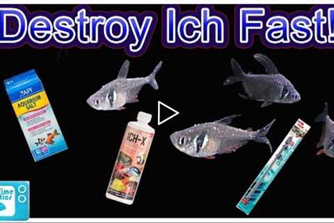 How To Treat ICH In Fish and Clear Infection FAST! Complete Guide From a Microbiology Perspective