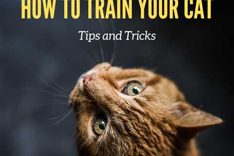 Unknown Facts About How to Teach a Cat Tricks - Petfinder  — weightarcher16