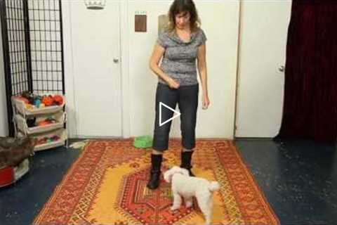 How to Teach Spin - Dog Training