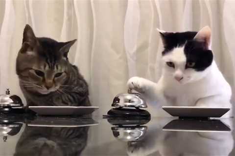 The How To Train a Cat to Ring a Bell (Watch Adopters Line Up!) Diaries  — deletesanta21