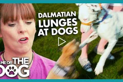 Dalmatian's Greetings are Less than Friendly! | It's Me or The Dog
