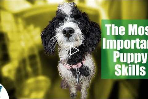 First Week Puppy Training - The 6 Skills To Teach First - Professional Dog Training Tips