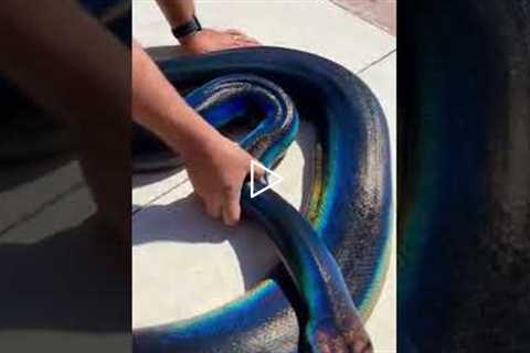 Rainbow Snake! My Love! 🌈  🐍