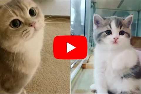 Funny Cat Videos 2022 😍 - Funny Kitten Try Not To Laugh 😂😽 #part2
