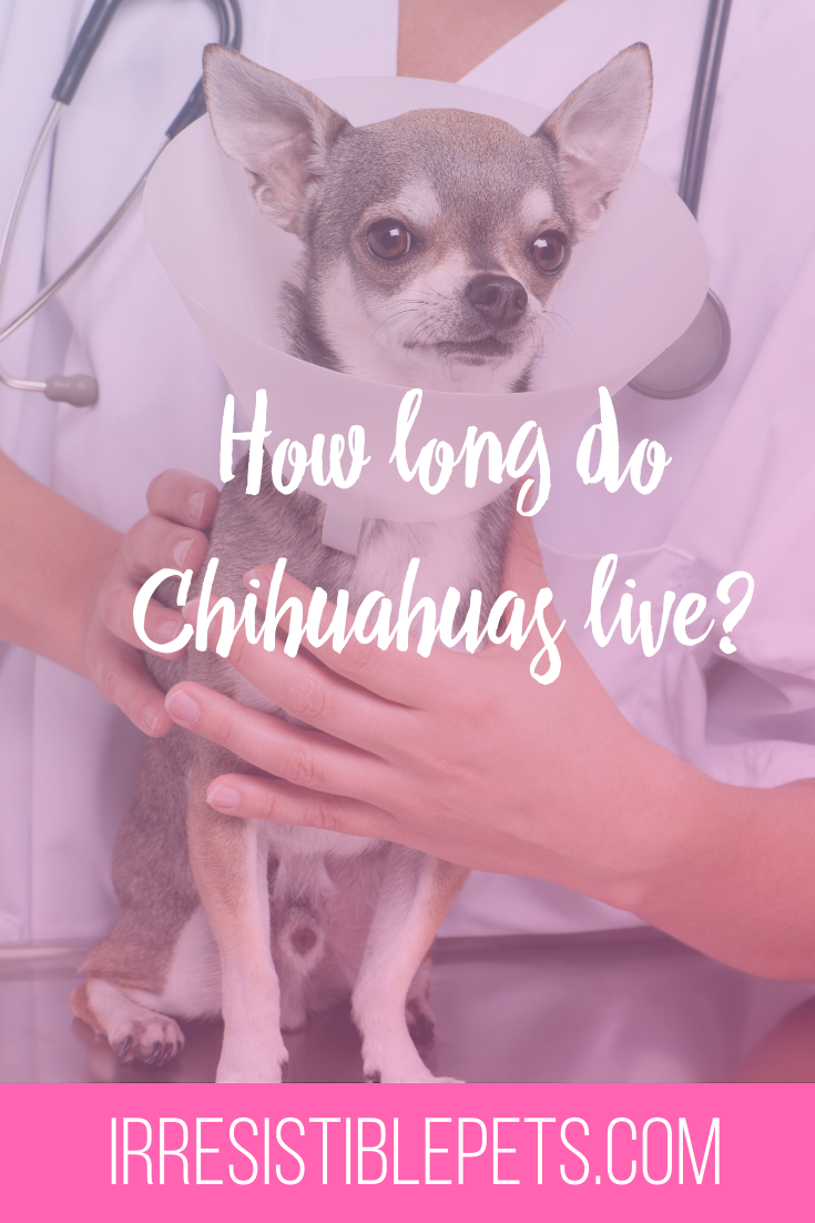 What is the Average Chihuahua Lifespan?
