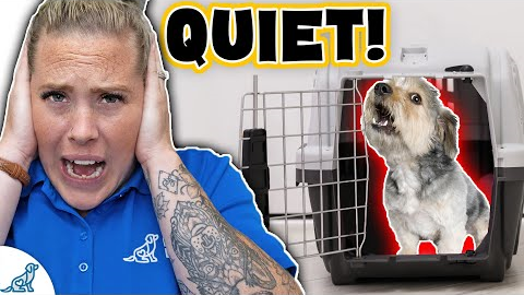 Stop Your Dog From Crying In Their Crate